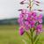 Epilobium angustifolium