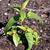 Epilobium habit and leaves