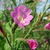 Pink petals have a notch at the top.