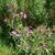 Great Willowherb flower