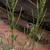 Epilobium inflorescence, stems, and leaves