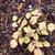 Epimedium