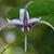 Epimedium acuminatum
