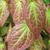 Epimedium grandiflorum 'Rose Queen'