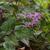 Epimedium sempervirens