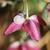 Epimedium x rubrum