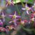 Epimedium x rubrum