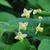 Epimedium x versicolor 'Sulphureum'
