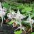 Epimedium x youngianum 'Niveum'
