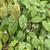 Epimedium