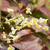 Flower close up