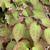 Epimedium x rubrum