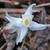 Epimedium sempervirens