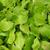 Epimedium x rubrum leaves summer