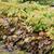 Form