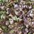 Epimedium x versicolor 'Sulphureum'