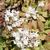 Epimedium x youngianum 'Niveum'