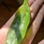 Hand cradling a flattened, green, leaf-like stem.