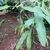 Shoots of flattened, leaf-like green stems with "midveins."