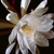 White petals, many stamens & large, spidery stigma.