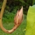 Close-up of elongated, up-curved floral tube & tight bud.