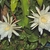 Two white, many-petaled flowers w/ large spidery stigmas