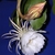 White flower with thin outer sepals & broad inner petals. Bud.