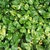Ground carpeted in green and yellow, heart-shaped leaves.