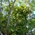 Large vine climbing high into a tree. Leaves are very large.