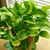 Potted plant with green and yellow, heart-shaped leaves.
