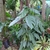 Large-leaf aroid climbing a tree trunk. Leaves have blue sheen