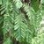 Large-leaf aroid climbing a tree trunk.