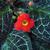 Episcia cupreata
