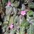 Episcia cupreata in a tropical landscape