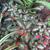 Episcia cupreata in a tropical landscape