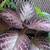 Variegated Leaves
