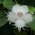 Close up of white tubular flower with fringed petal lobes.