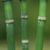 Equisetum praealtum