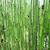 Equisetum praealtum