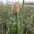 Equisetum praealtum