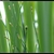 Stems with scale-like leaves
