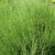Form