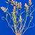 Eragrostis cilianensis