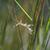 Eragrostis curvula