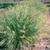 Eragrostis curvula