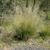 Eragrostis curvula