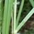 Hairs ar base of leaf blade