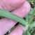Leaf blade
