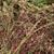 Eragrostis spectabilis