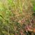 Eragrostrum spectablis